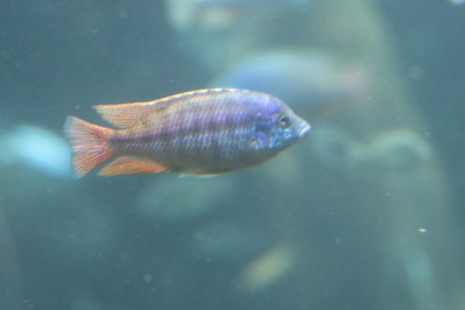 Cichlid ID