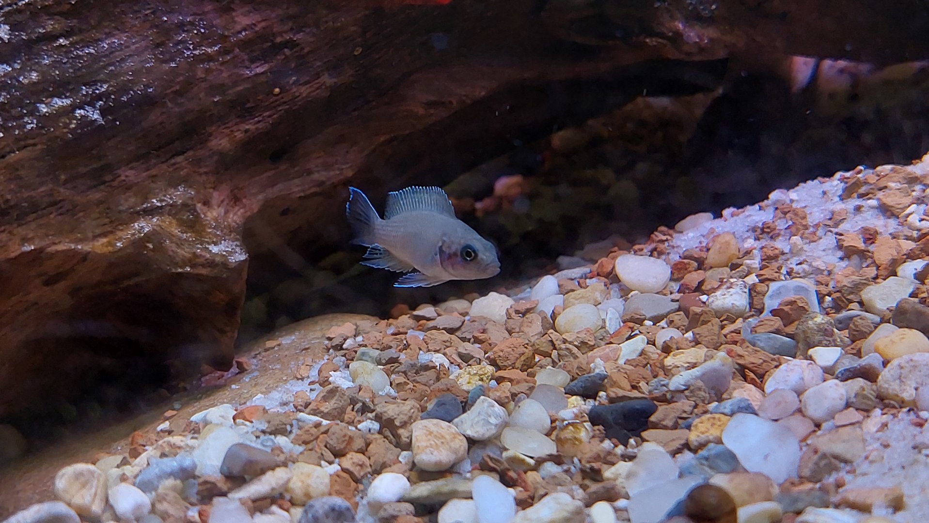 Cichlid ID