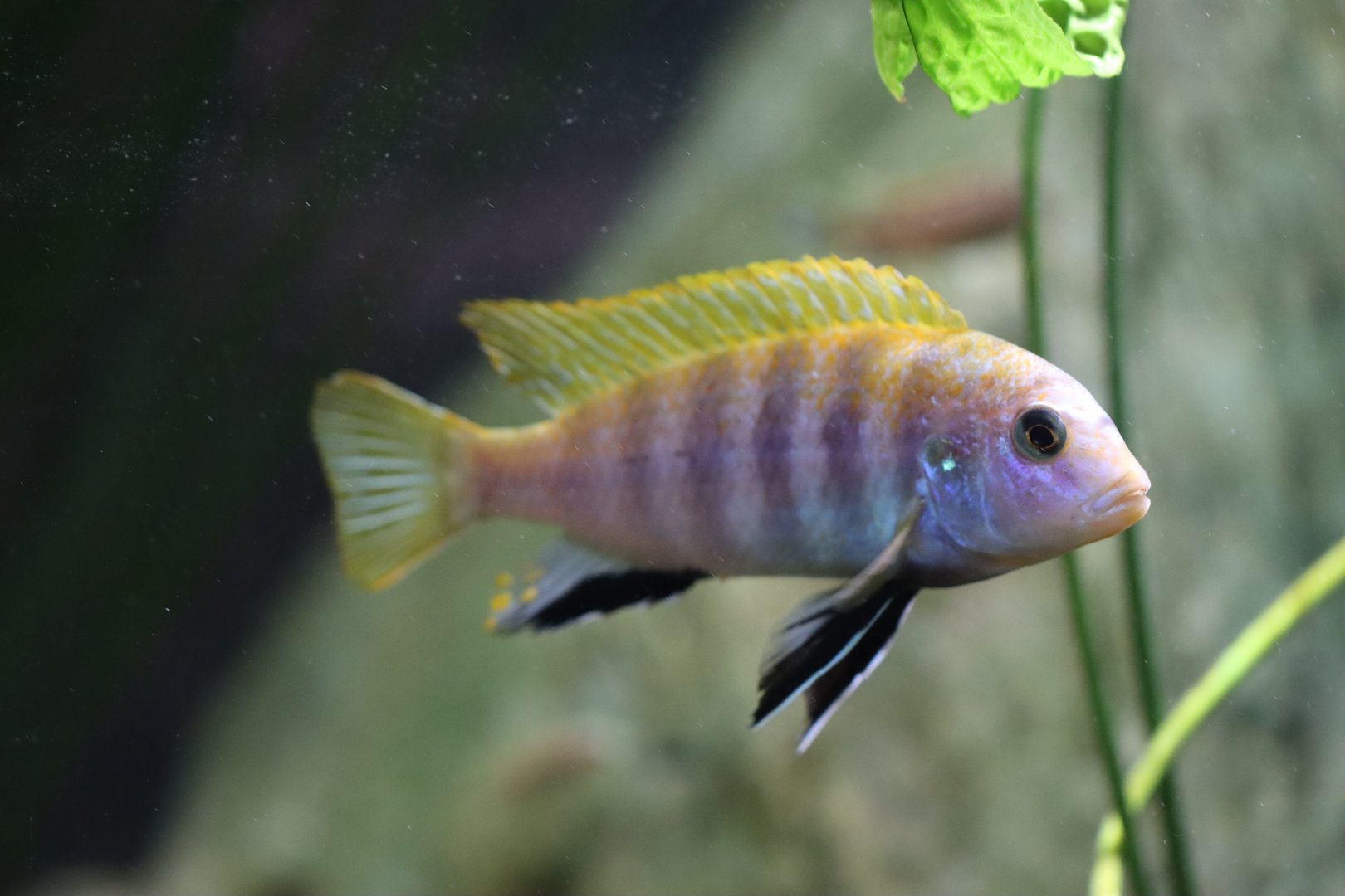 Cichlid ID