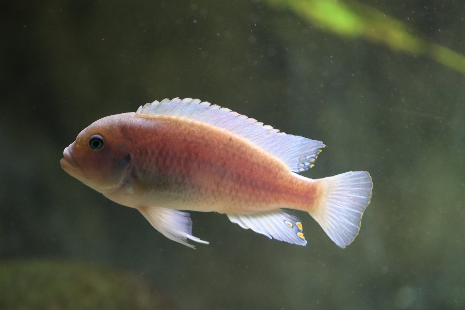 Cichlid ID