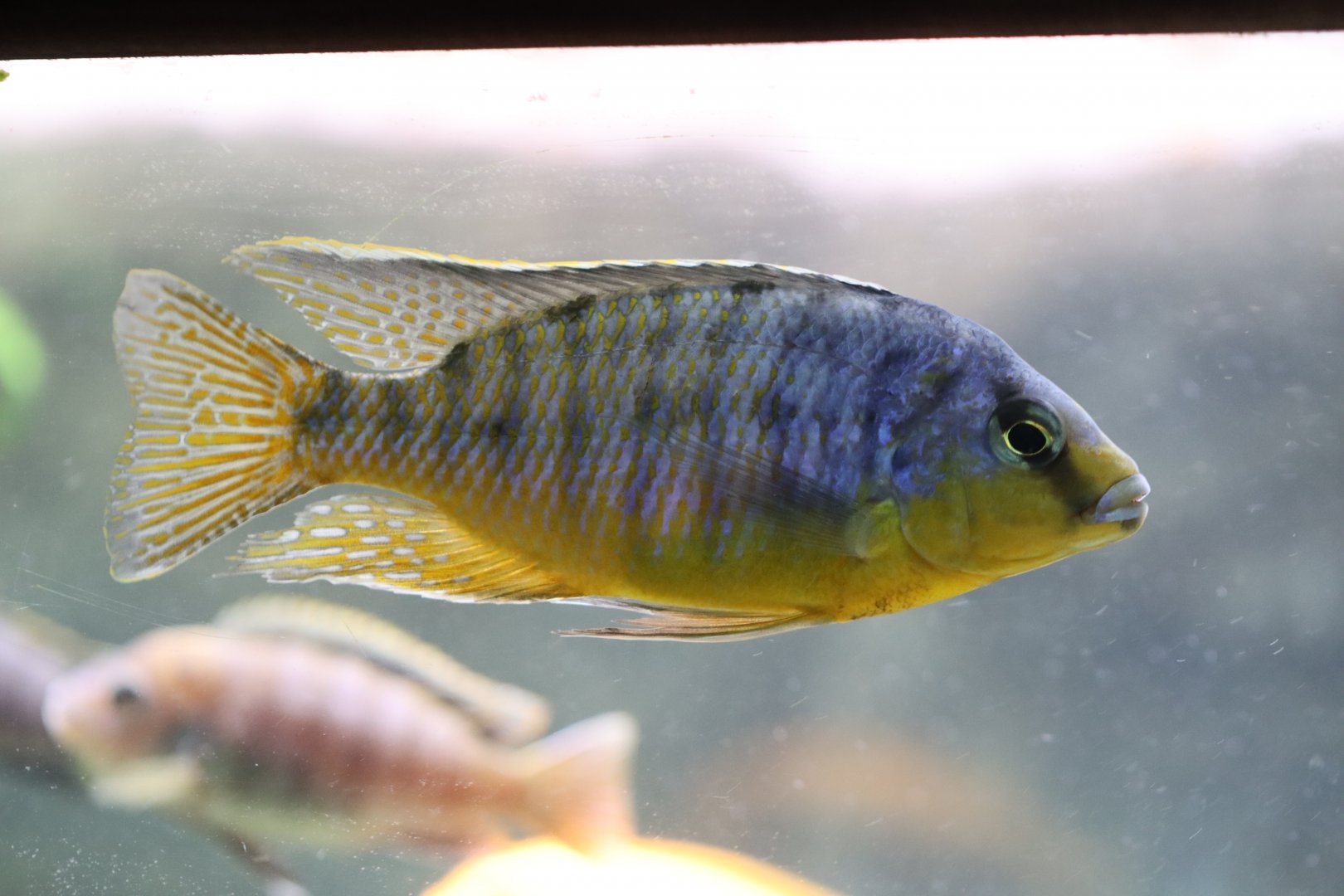 Cichlid ID