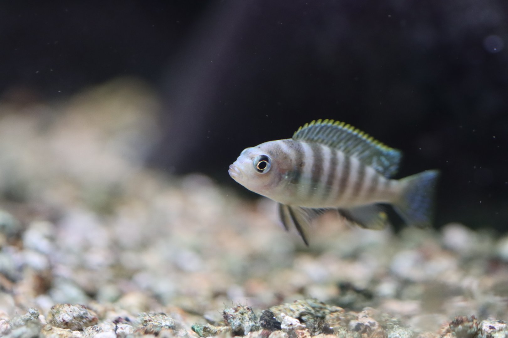 Cichlid ID