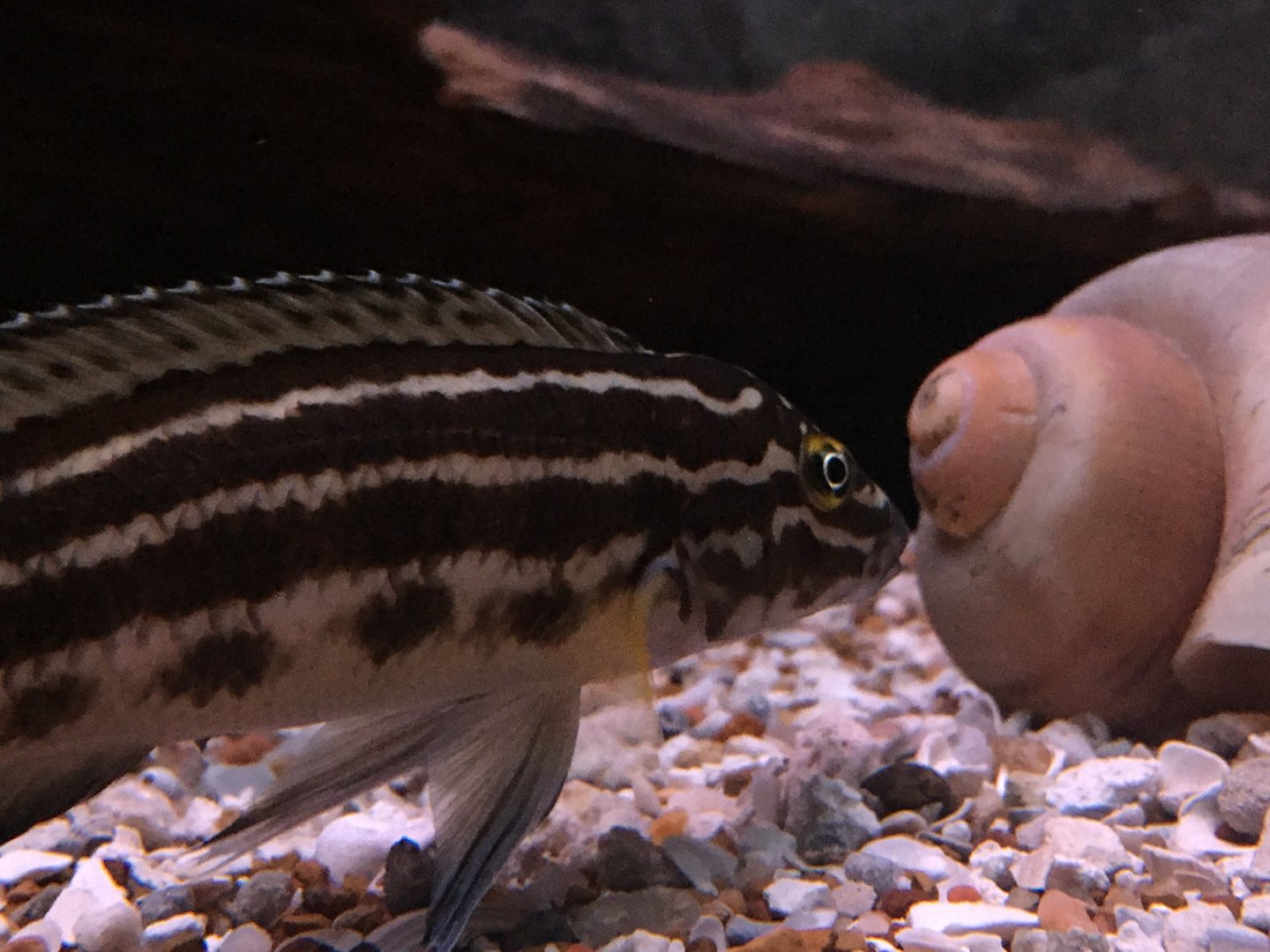 Cichlid ID?