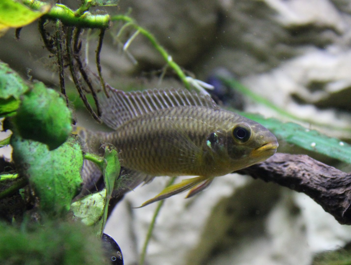 Cichlid ID