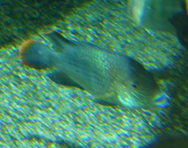 Cichlid ID