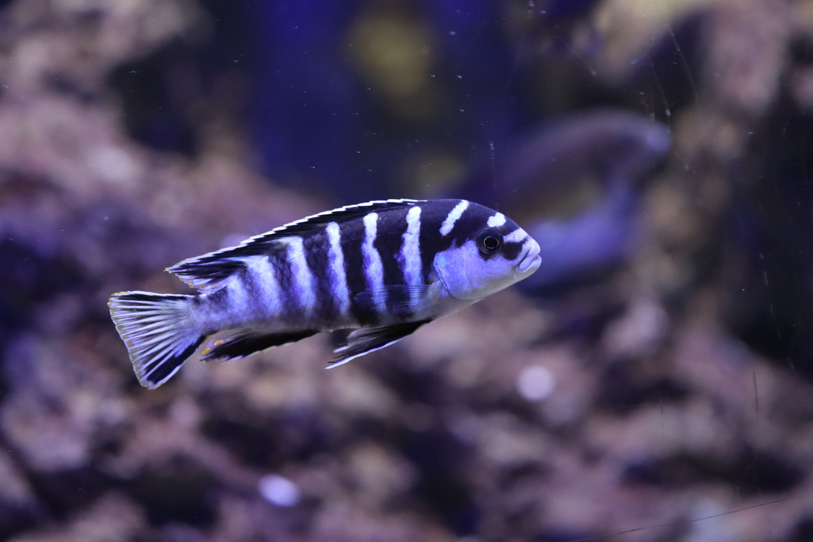 Cichlid ID