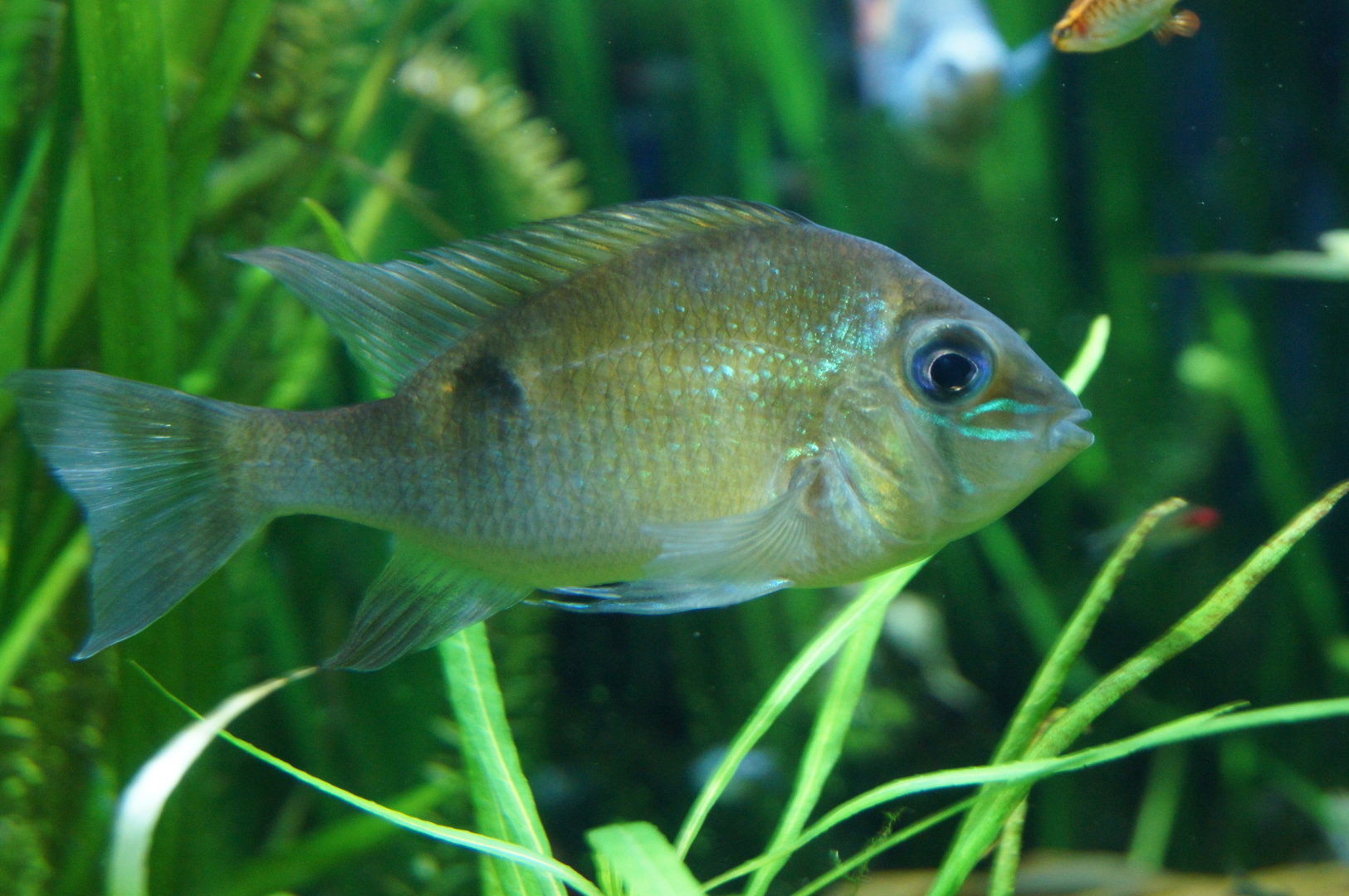 Cichlid ID