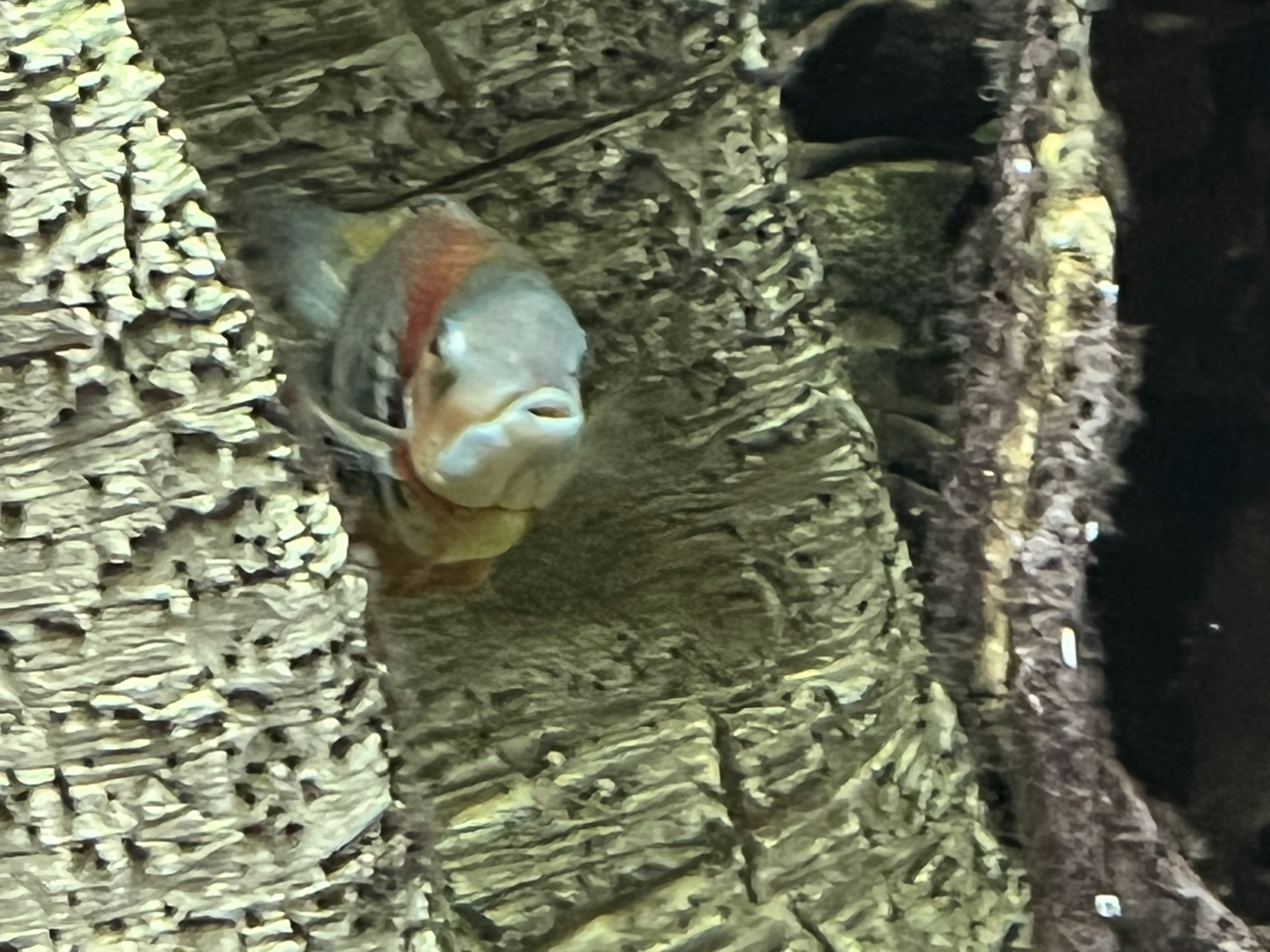 Cichlid ID