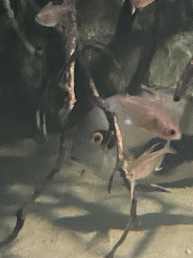 Cichlid ID