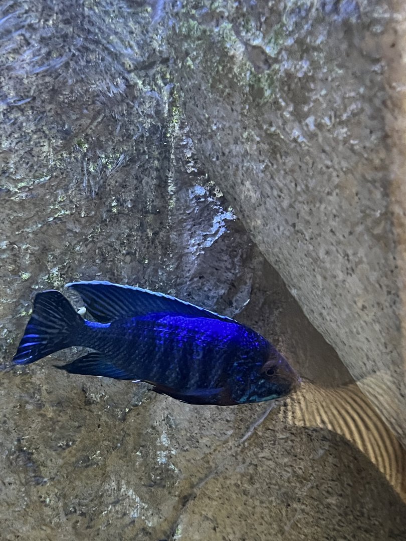 Cichlid ID