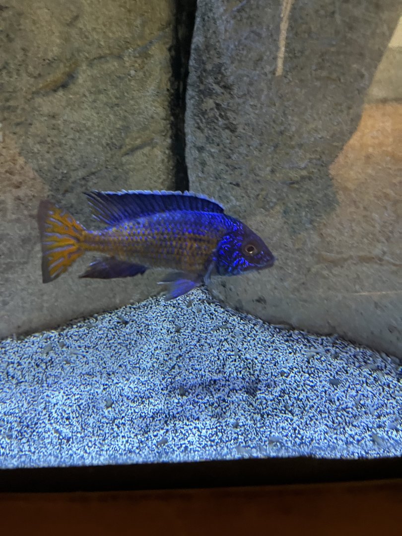 Cichlid ID