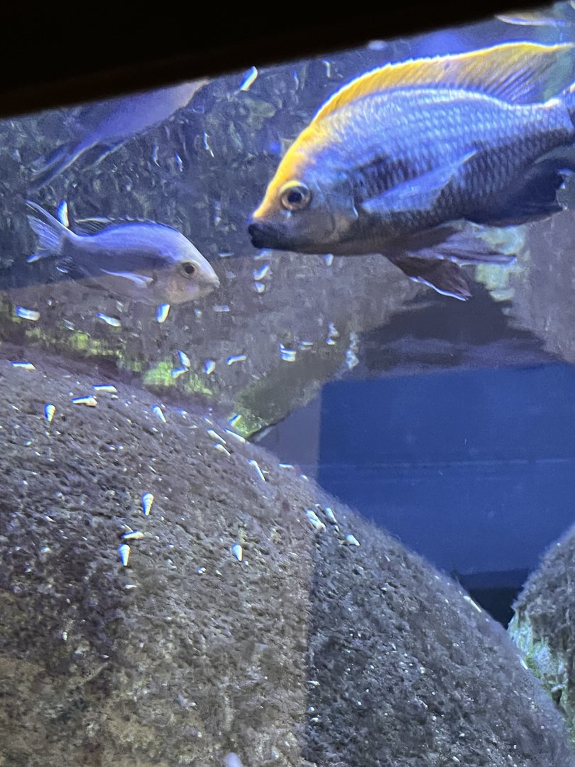 Cichlid ID