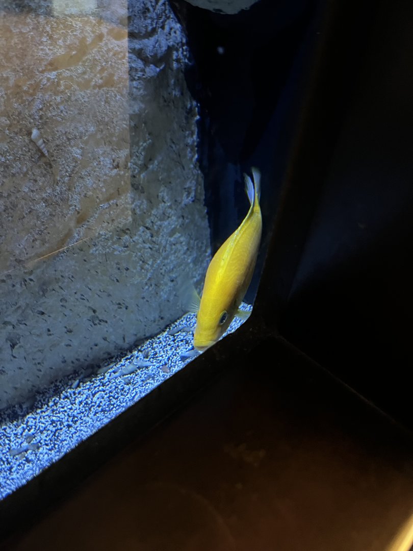 Cichlid ID