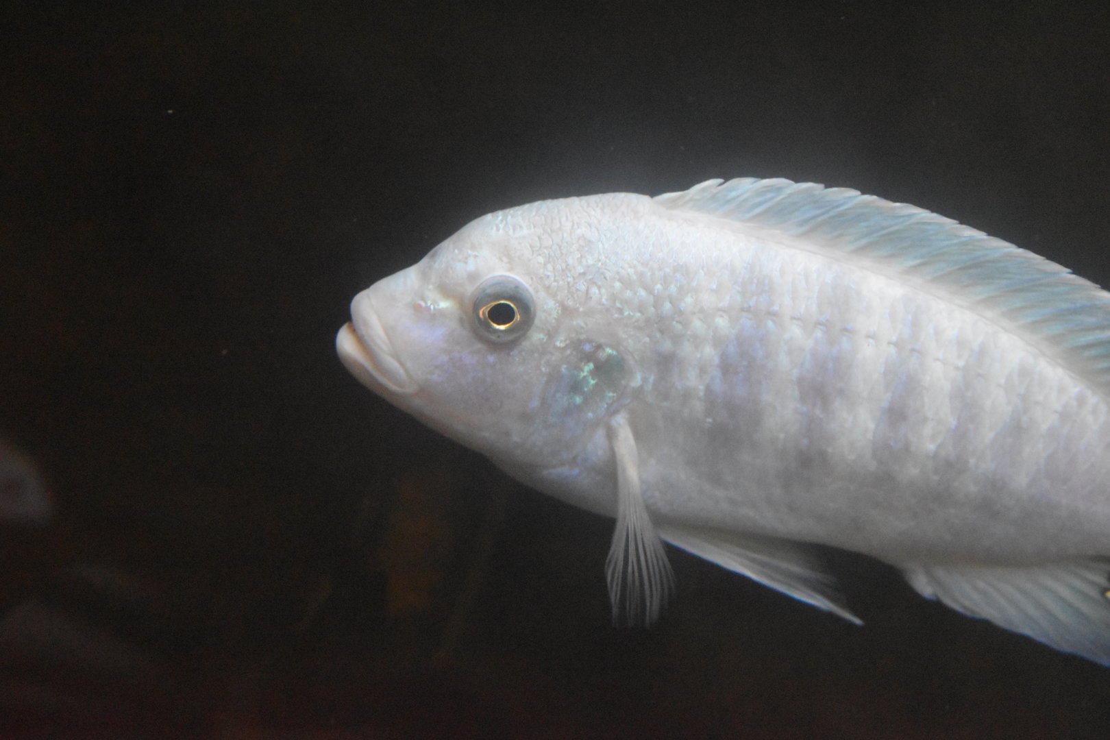 Cichlid ID