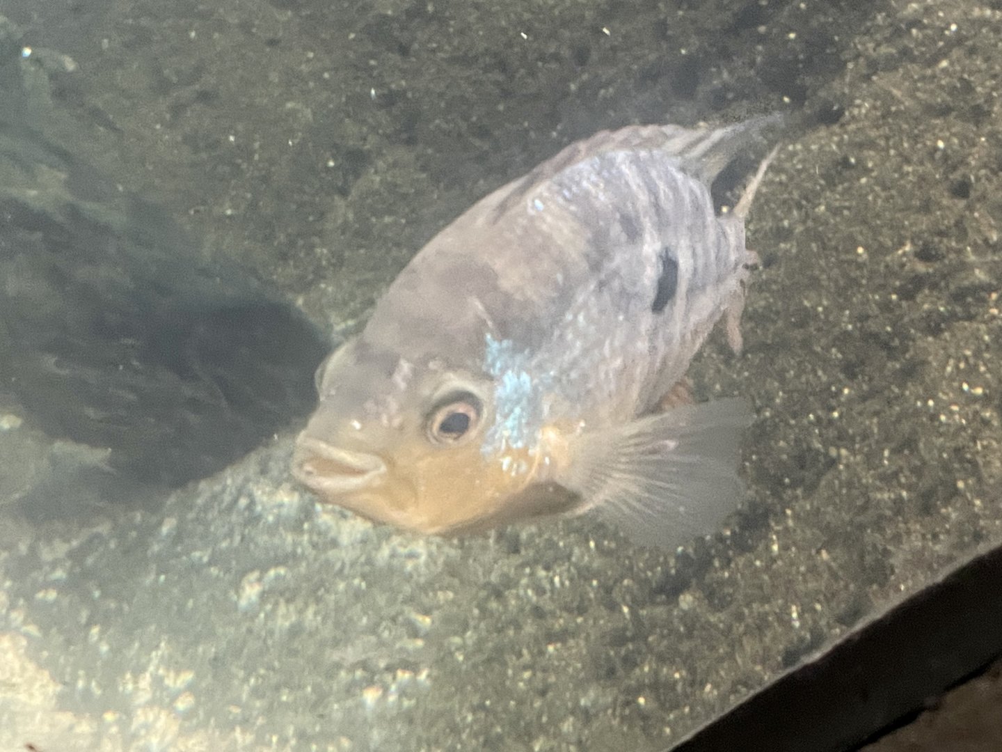 Cichlid ID?