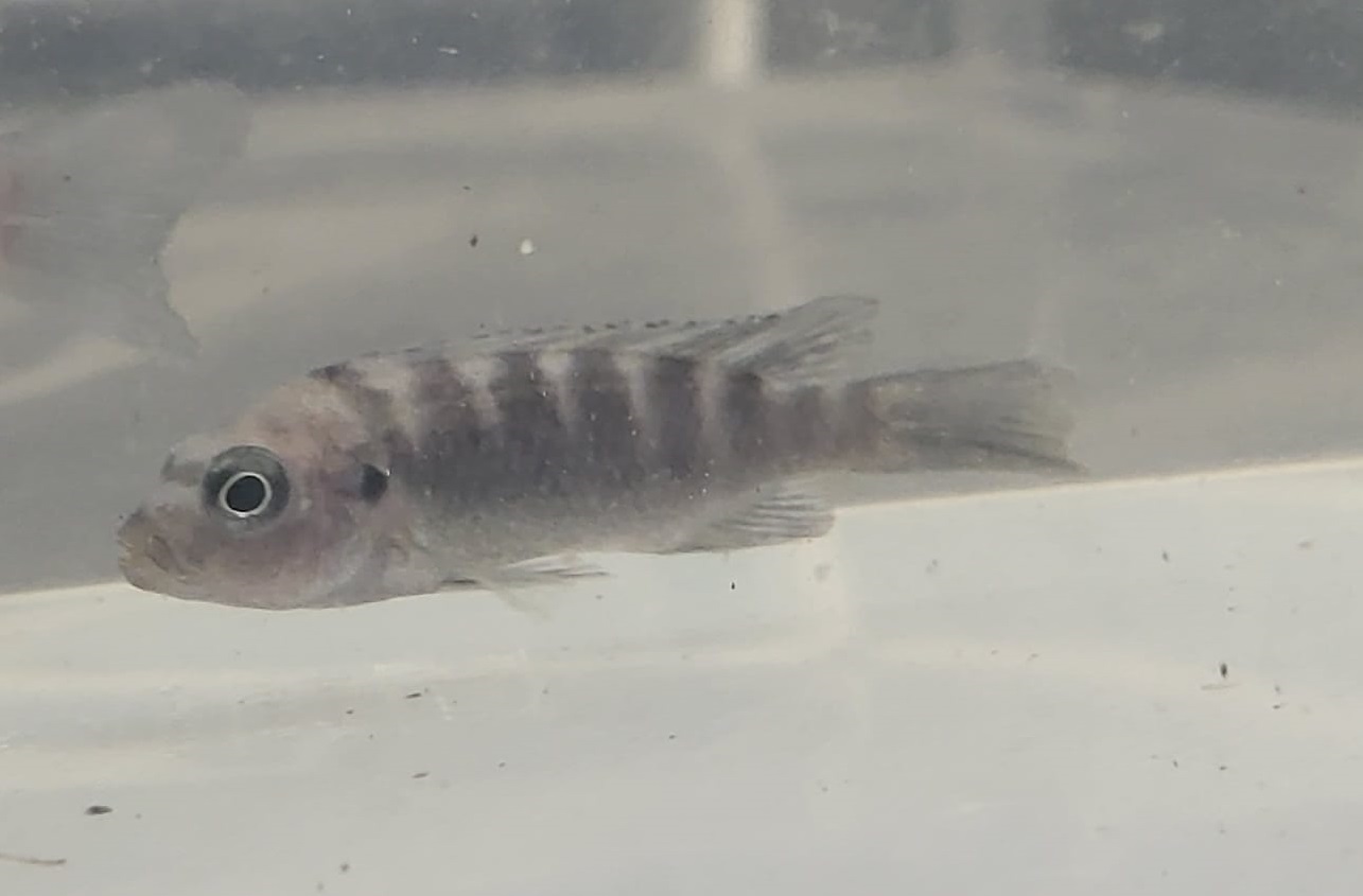 Cichlid-ID