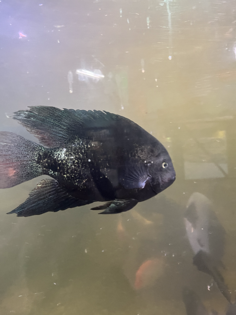 Cichlid ID