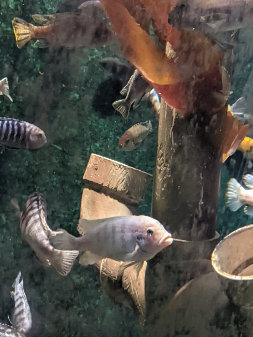 Cichlid ID?