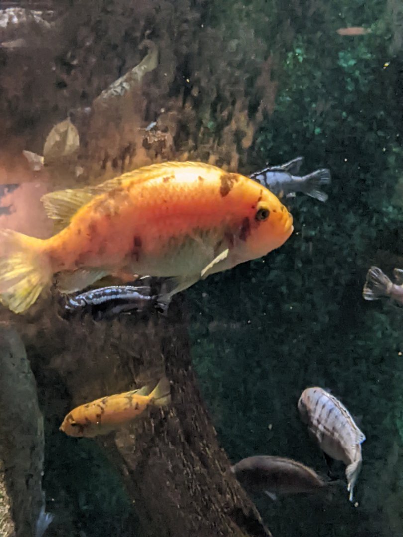 Cichlid ID?