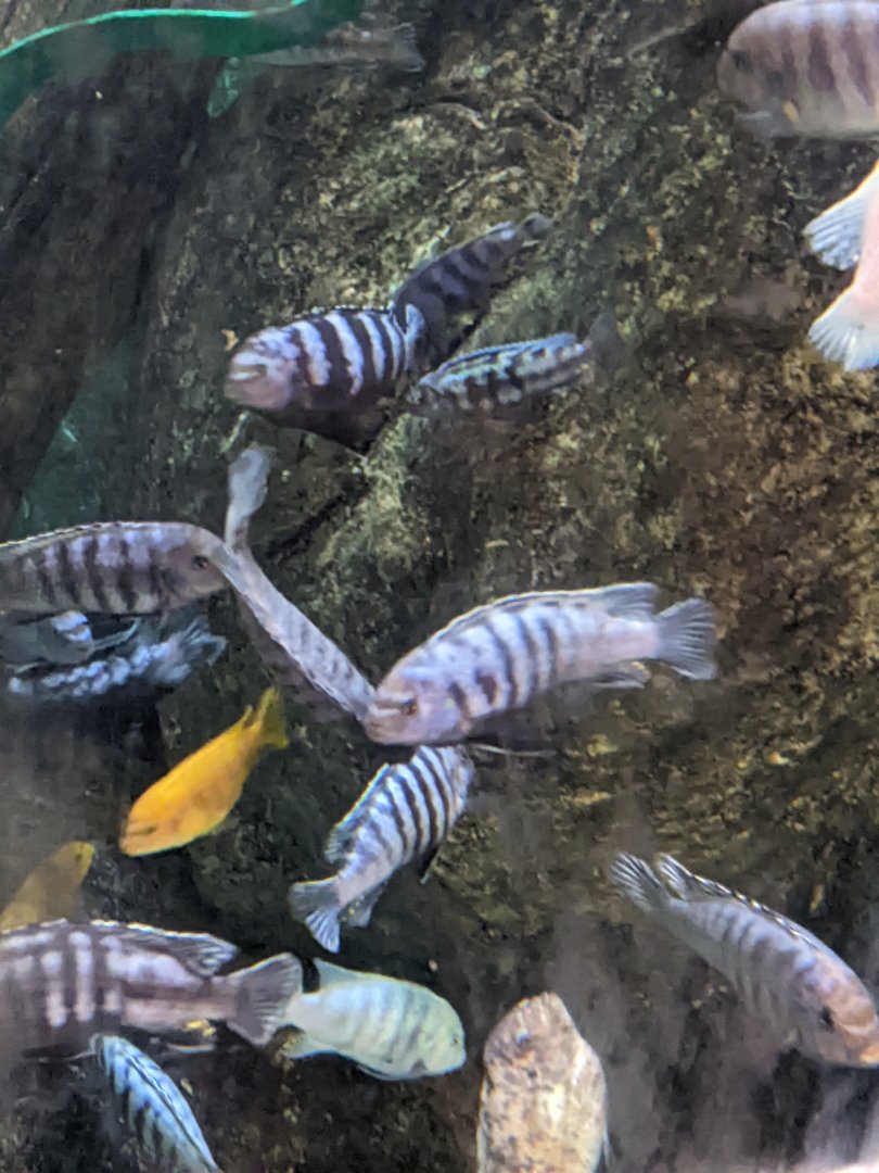 Cichlid ID?