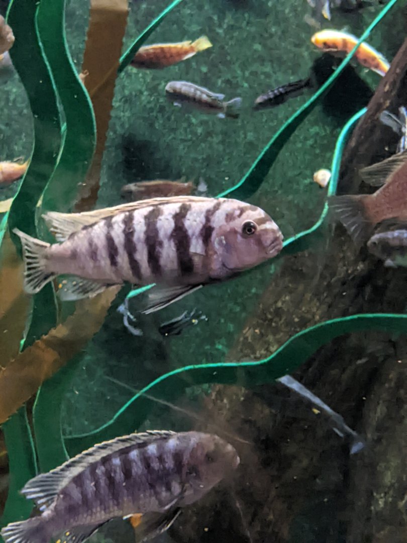Cichlid ID?