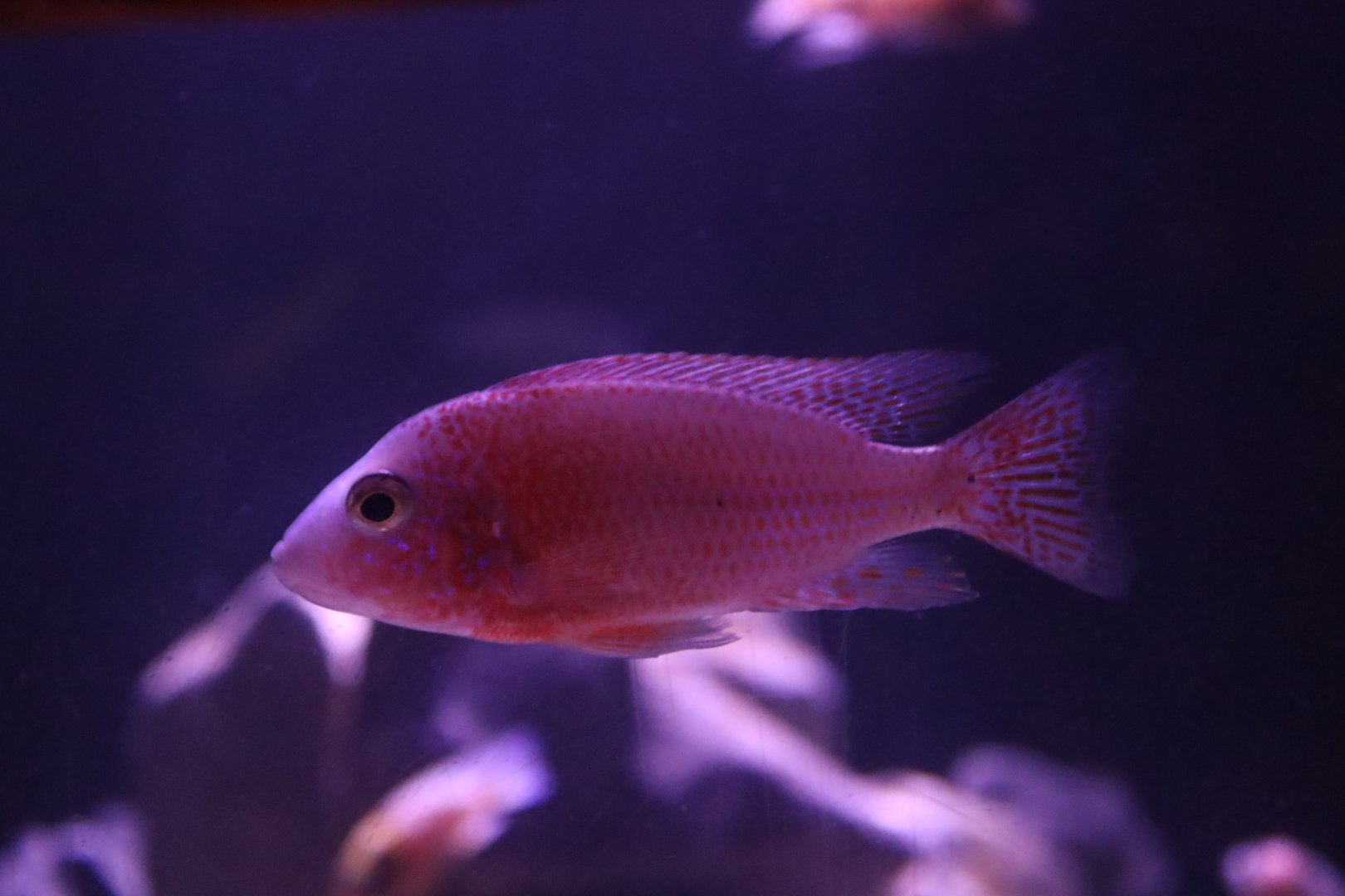 Cichlid ID
