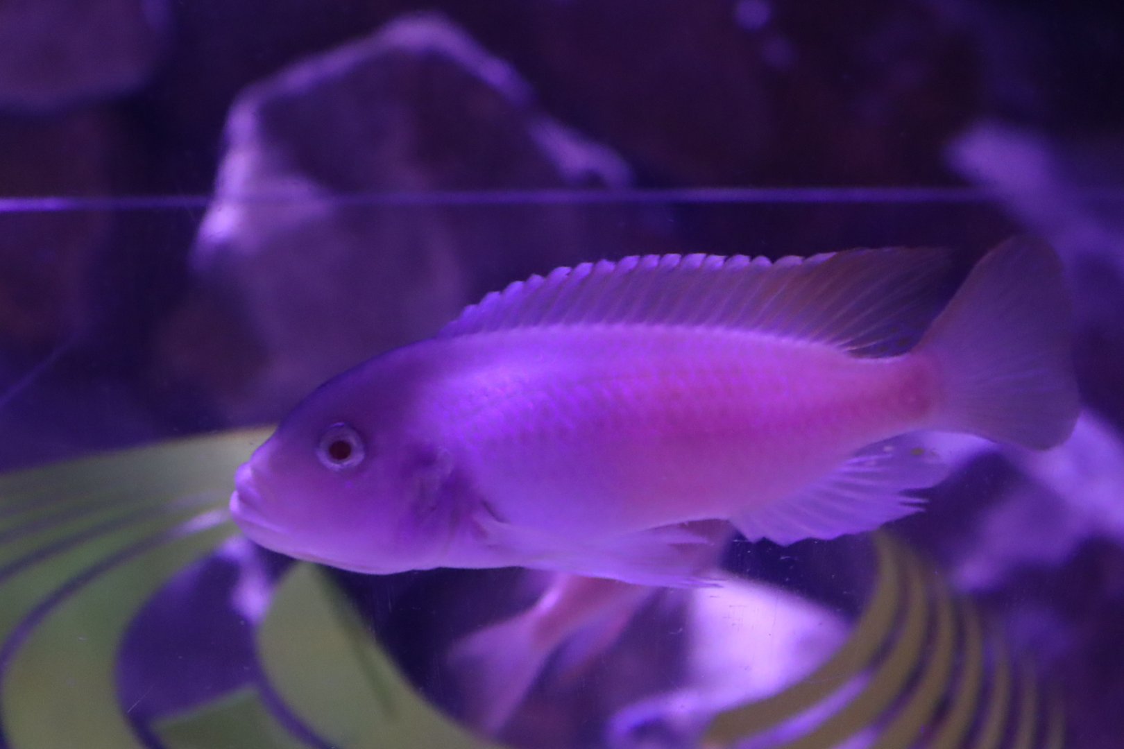 Cichlid ID