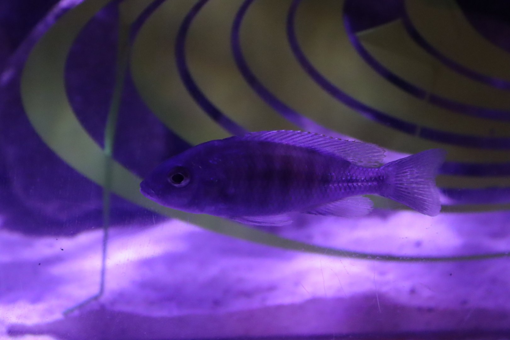 Cichlid ID