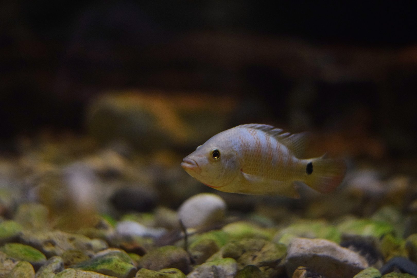 Cichlid ID
