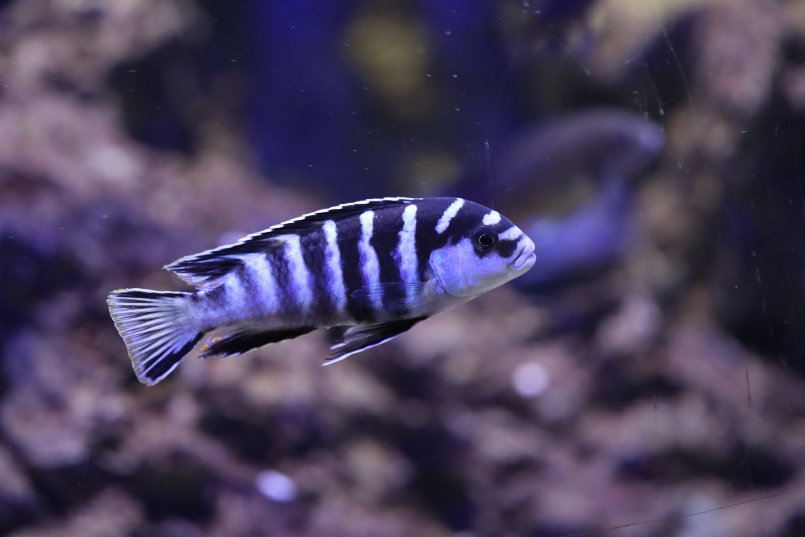 Cichlid ID