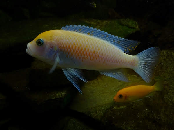 Cichlid ID