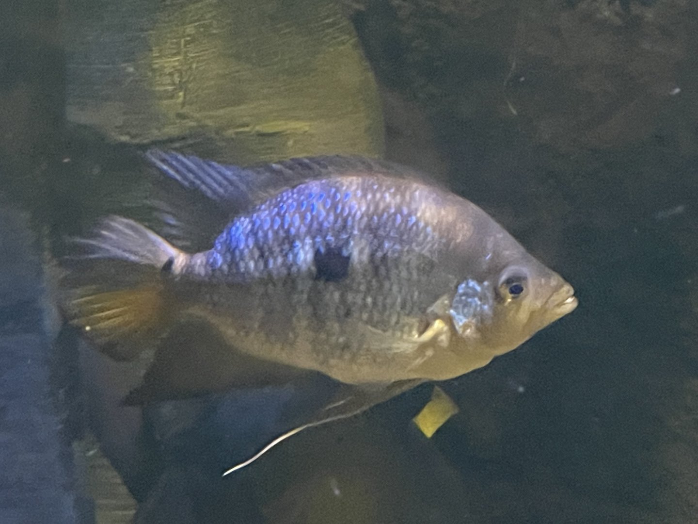 Cichlid ID?