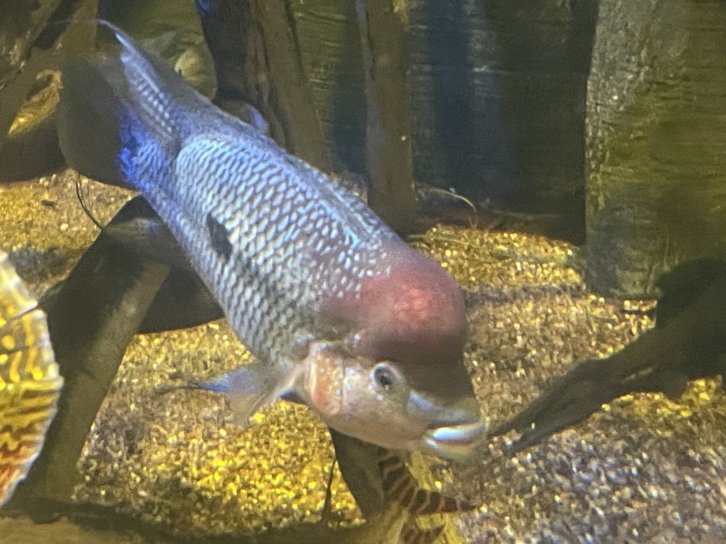 Cichlid ID?