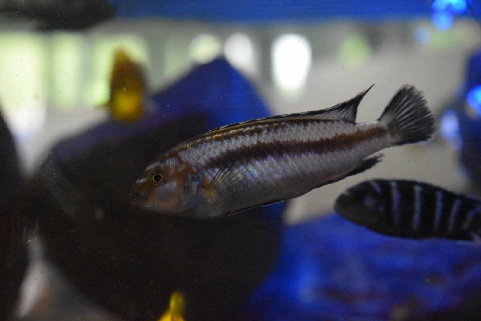 Cichlid ID