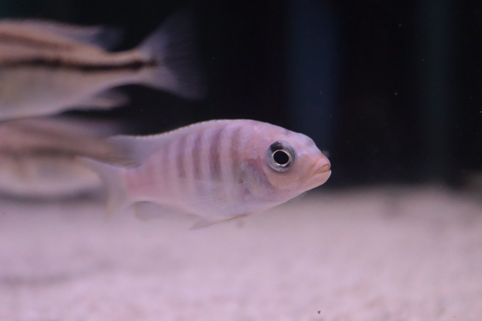 Cichlid ID