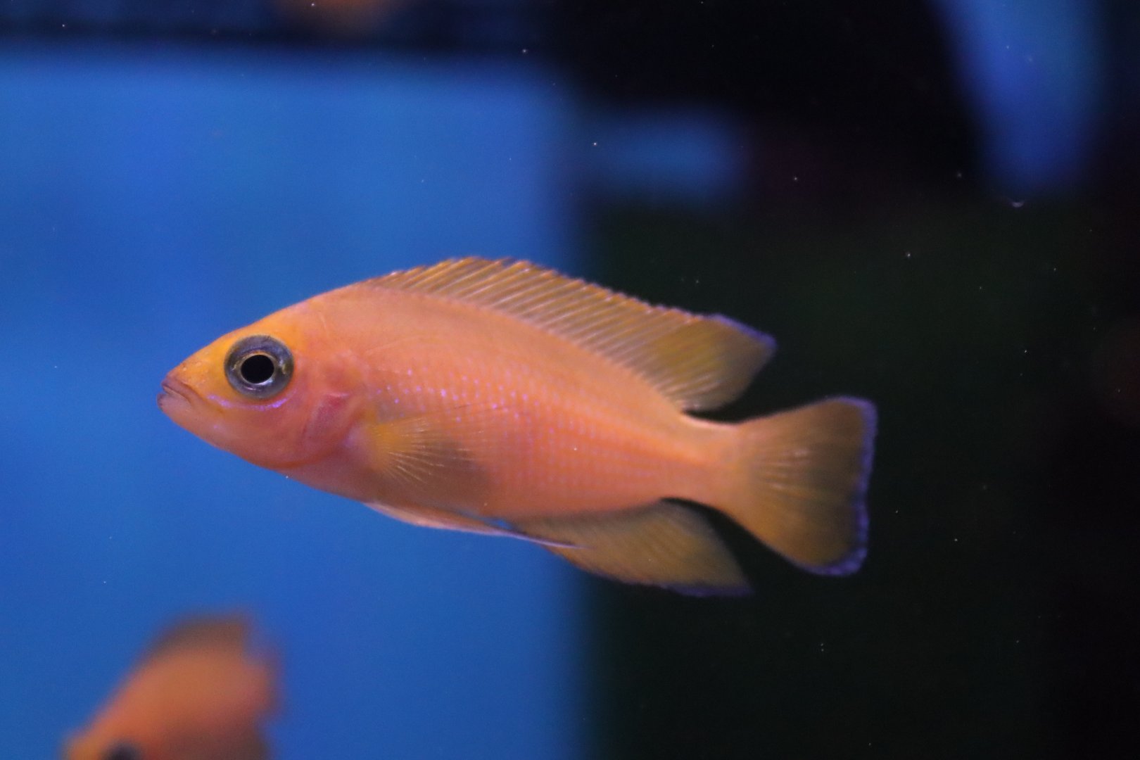 Cichlid ID