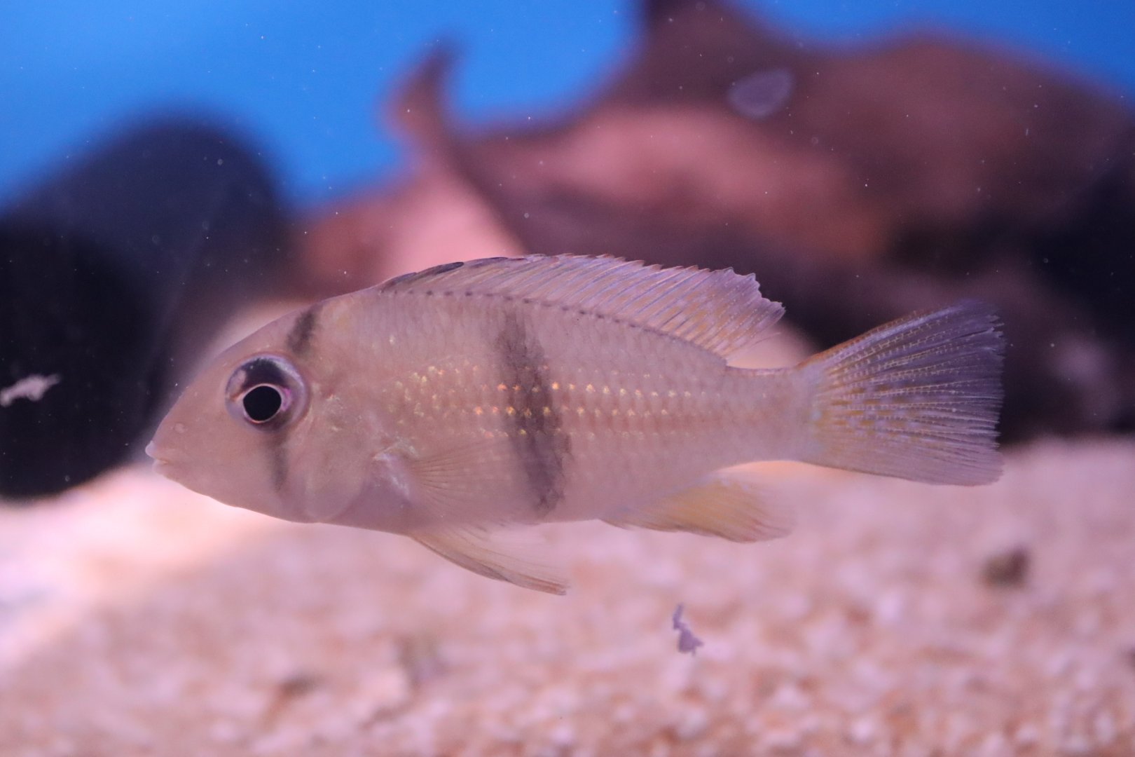 Cichlid ID