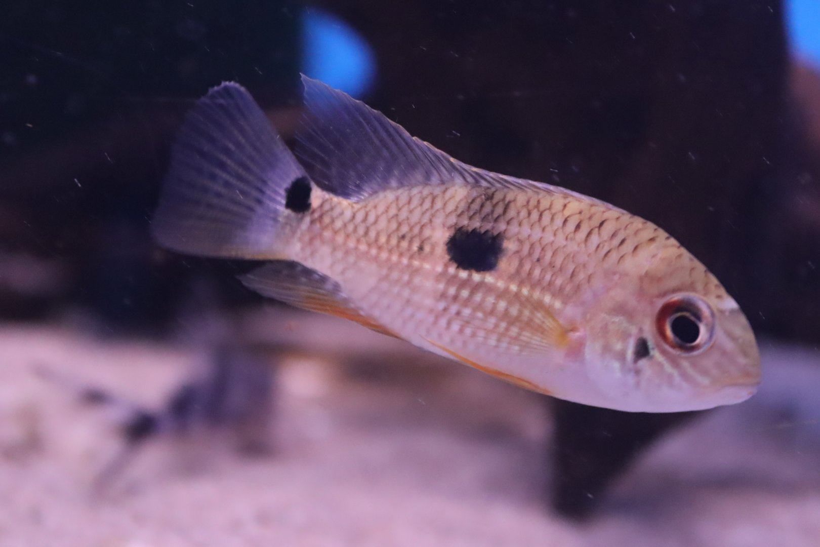 Cichlid ID
