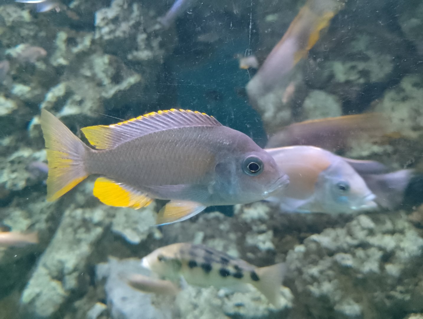 Cichlid ID?