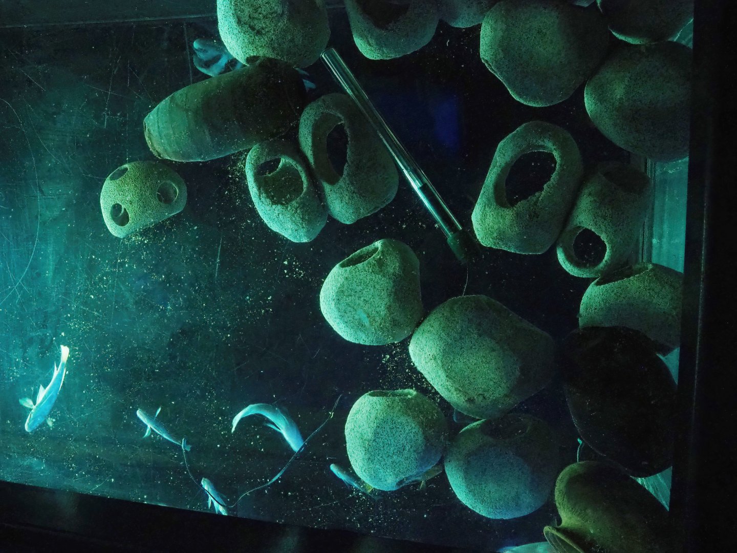 Cichlid shelters in tank above men's bathroom, 2023-10-13