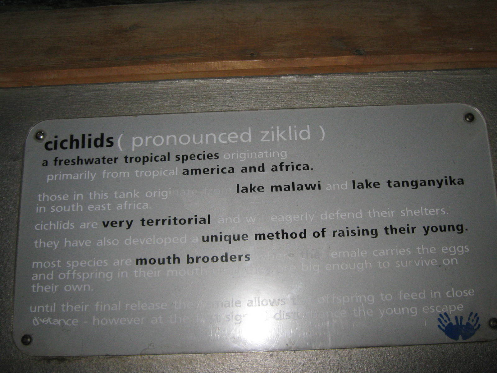 cichlid sign