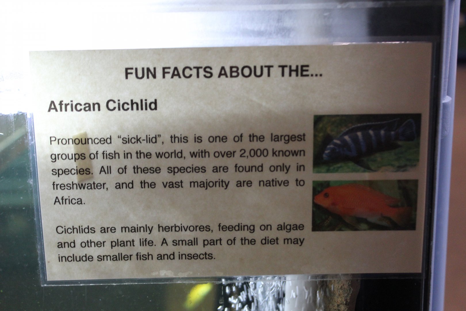 Cichlid Signage