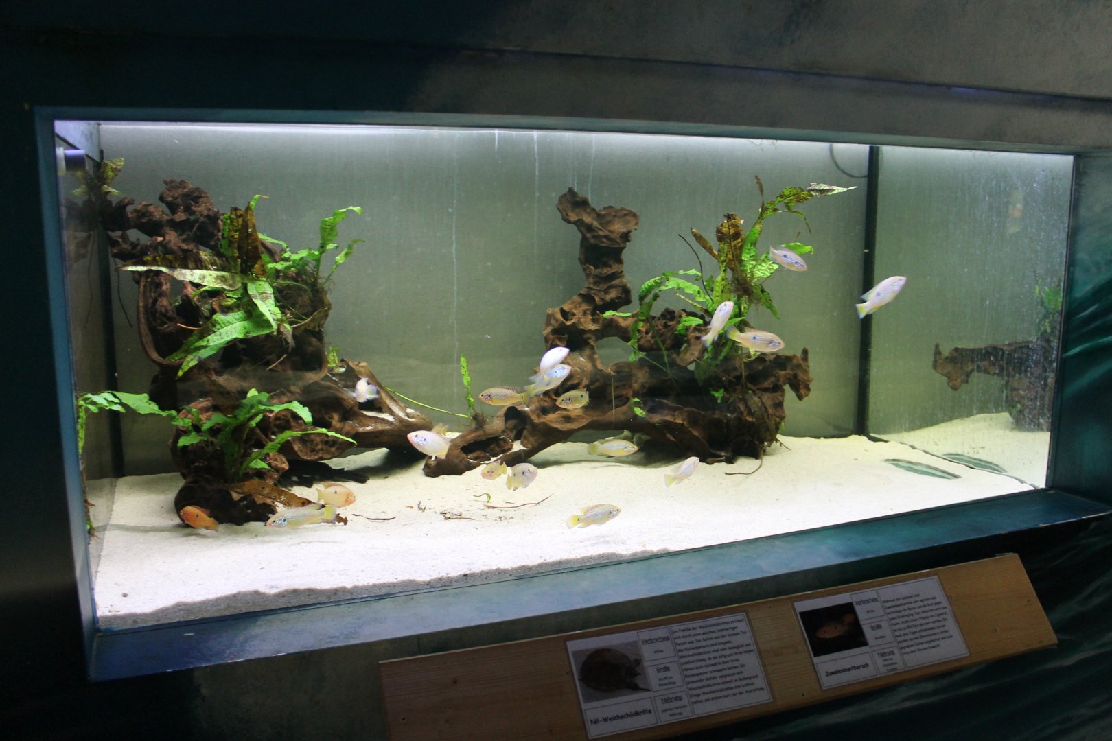 Cichlid - Softshell aquarium