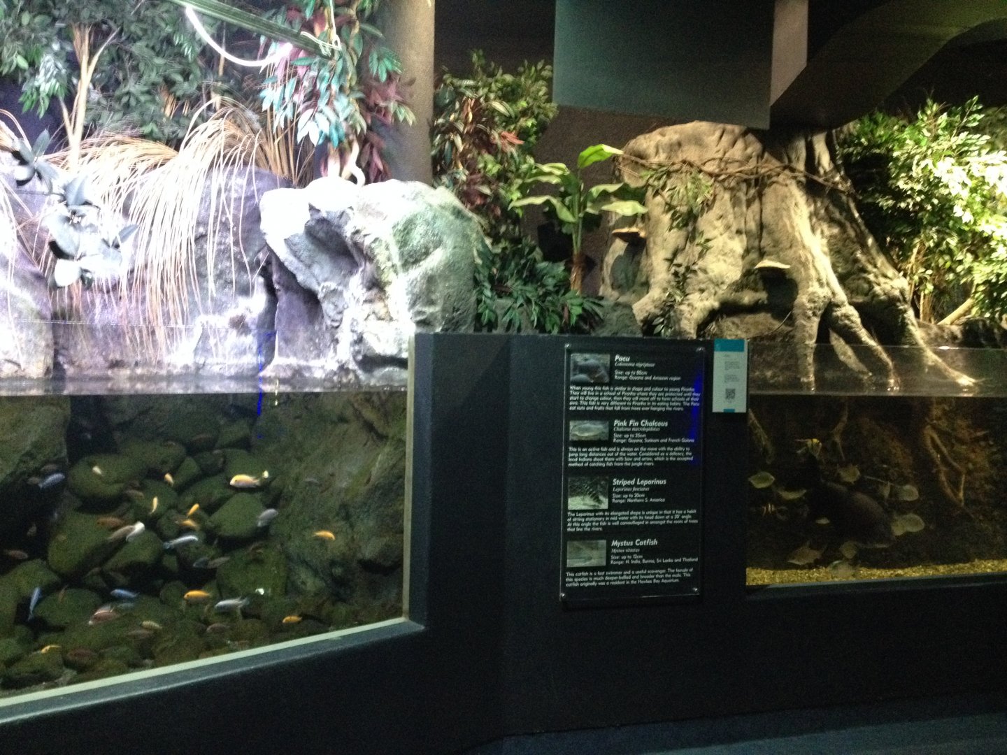 Cichlid & South American tank