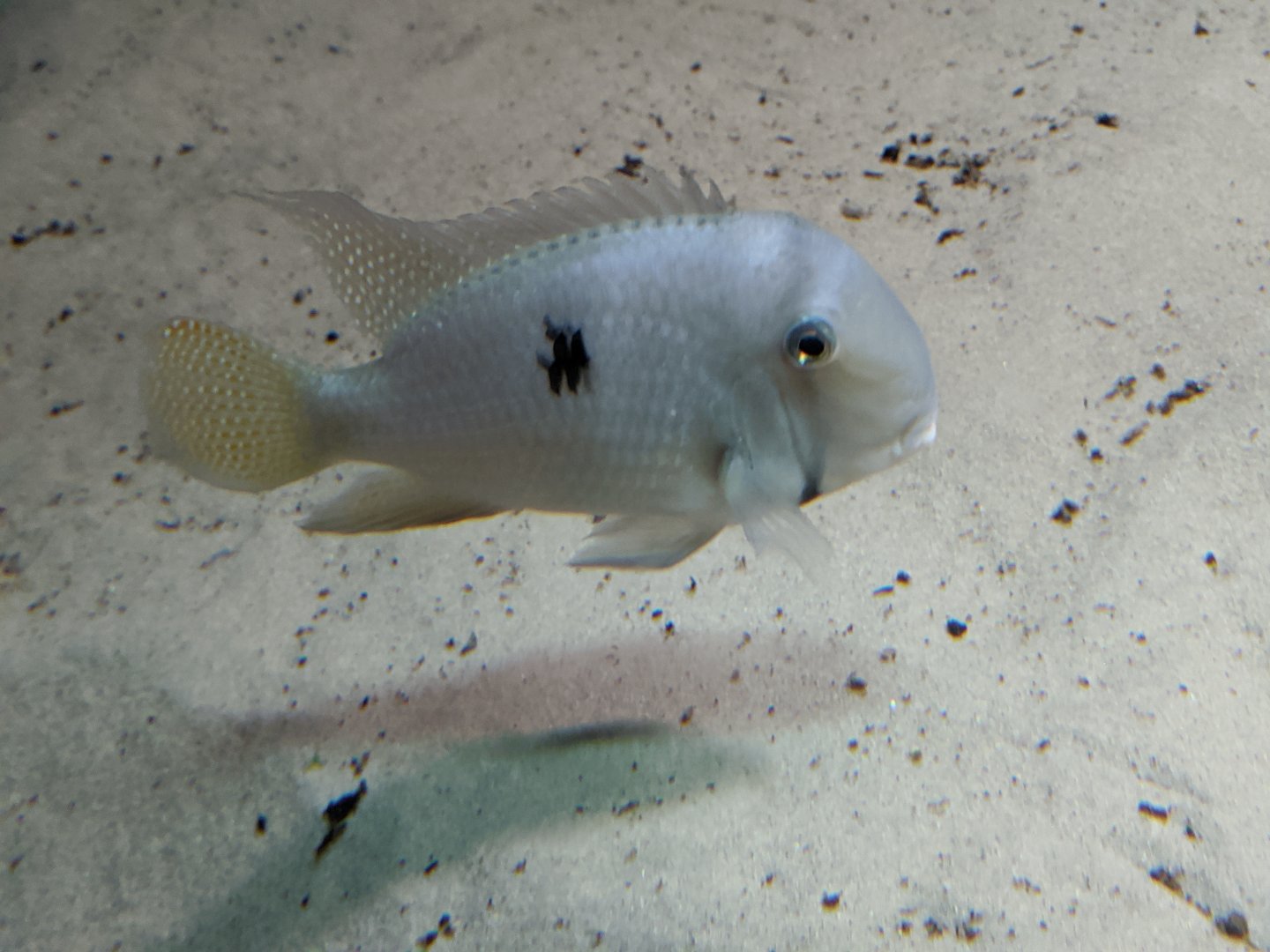 Cichlid (species id?) - 03-09-2020