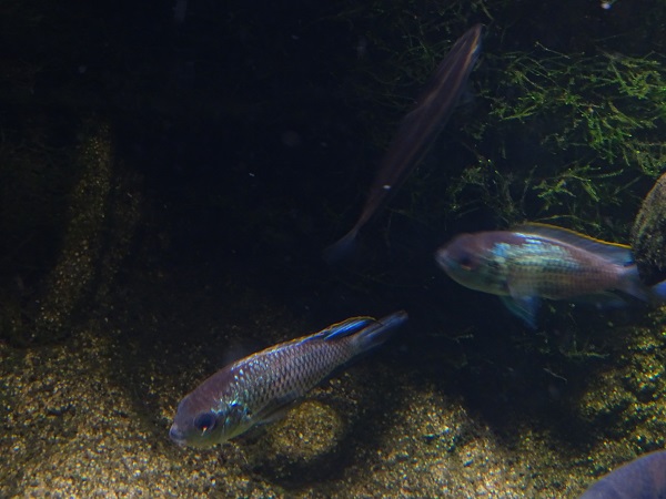 Cichlid species (most likely S-American)