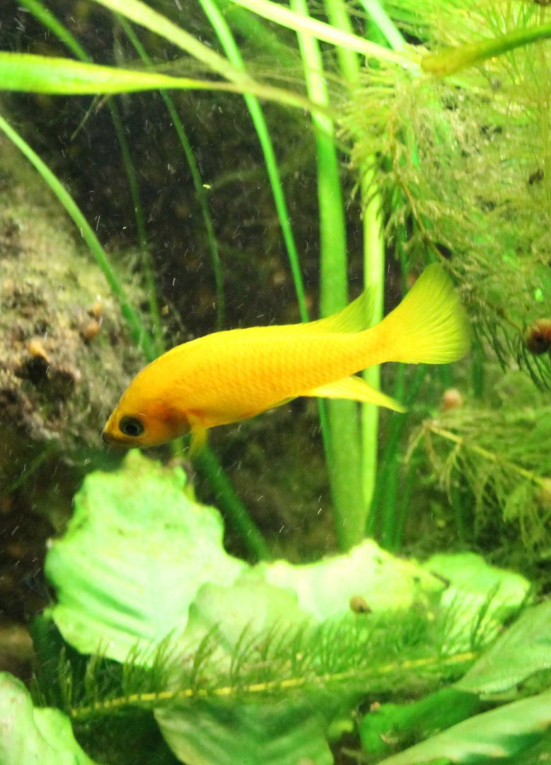 Cichlid species
