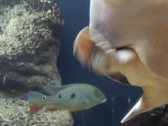 cichlid species