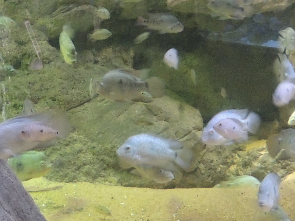 cichlid species