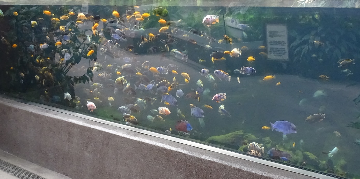 Cichlid species.